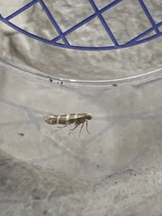 Argyresthia trifasciata