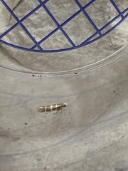 Argyresthia trifasciata