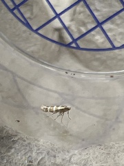 Argyresthia trifasciata