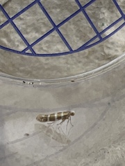 Argyresthia trifasciata