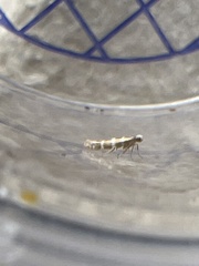 Argyresthia trifasciata