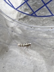 Argyresthia trifasciata
