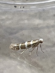 Argyresthia trifasciata