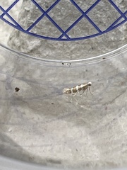 Argyresthia trifasciata