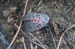 Lycorma delicatula