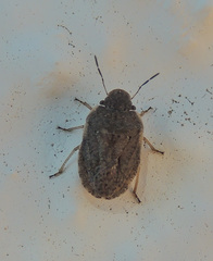 Sciocoris