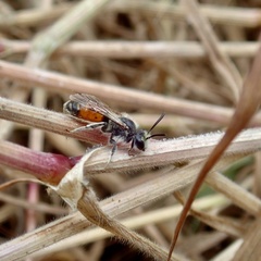 Andrena labiata