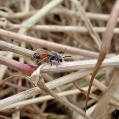 Andrena labiata