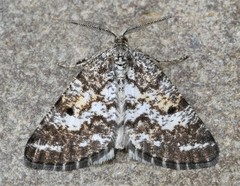 Eufidonia discospilata