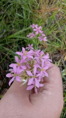 Sabatia brachiata