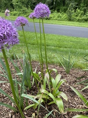 Allium