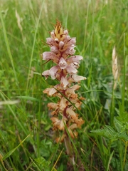 Orobanche amethystea amethystea