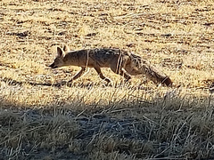 Vulpes macrotis macrotis