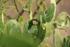 Calothorax