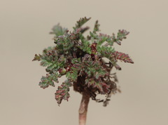 Erodium lebelii