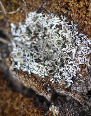 Cladonia humilis