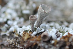 Cladonia humilis
