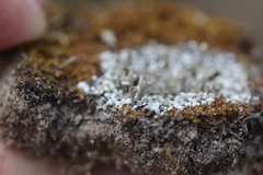 Cladonia humilis