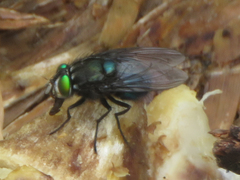 Sarconesiopsis magellanica