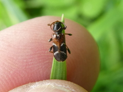 Phymatodes alni