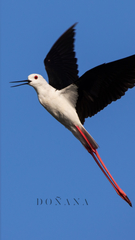 Himantopus himantopus