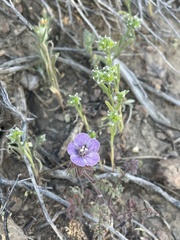 Phacelia humilis