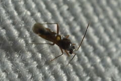 Sericophanes heidemanni