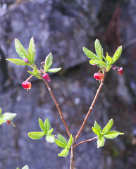 Rhododendron pentandrum