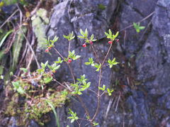 Rhododendron pentandrum