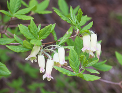 Rhododendron benhallii
