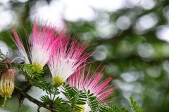 Calliandra surinamensis