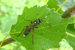 Vulgichneumon saturatorius