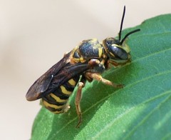 Dianthidium texanum