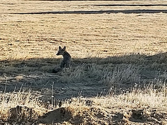 Vulpes macrotis macrotis