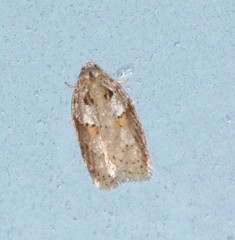 Acleris maculidorsana