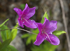 Rhododendron wadanum