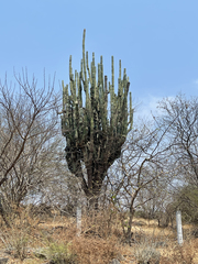 Stenocereus quevedonis