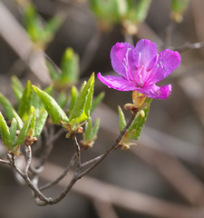 Rhododendron wadanum