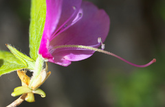 Rhododendron wadanum