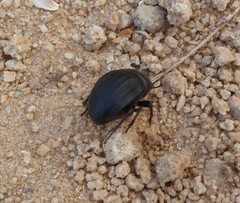 Erodius gibbus