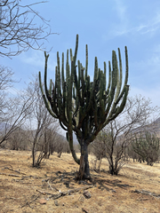 Stenocereus quevedonis