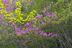 Rhododendron wadanum