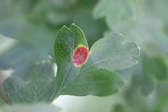 Gymnosporangium clavariiforme