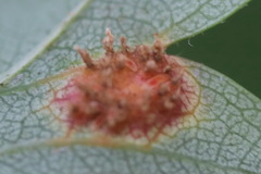 Gymnosporangium clavariiforme