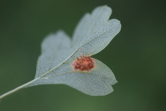 Gymnosporangium clavariiforme