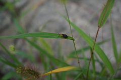 Xanthogaleruca aenescens