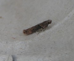 Scrobipalpa costella