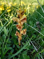 Orobanche gracilis