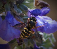 Dianthidium texanum
