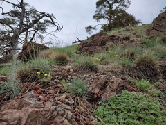 Festuca pallens